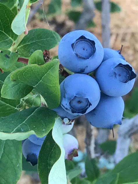 More than Blueberries | Moses Lake WA