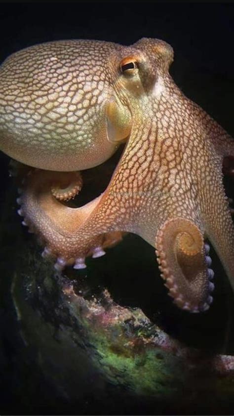 Octopus Amazing Hd Phone Wallpaper Pxfuel