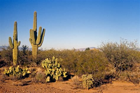 Cacti Arizona Desert Raingod