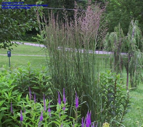 Plantfiles Pictures Calamagrostis Feather Reed Grass Karl Foerster