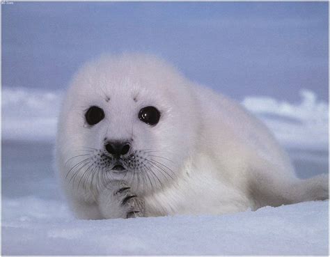 Baby Seal Wallpapers Wallpaper Cave
