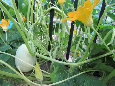 Check spelling or type a new query. The Rusted Vegetable Garden