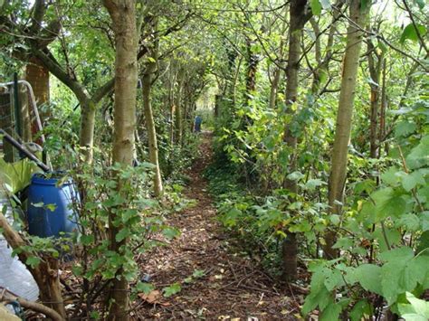 You can learn how to mimic a natural forest, and create a productive fusion of garden, orchard and. Lillie House : Establishing a Food Forest Garden: Planting ...