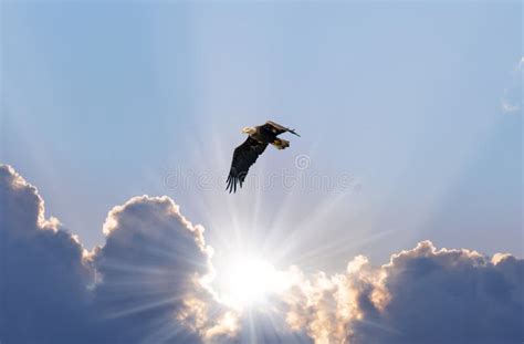 Bald Eagle Flying In Clouds Towards The Sun Stock Image Image Of Hawk