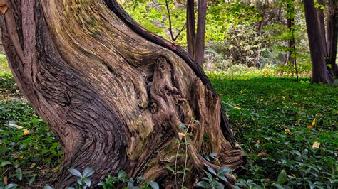 Tree Trunk Surrounded By Green Grass · Free Stock Photo