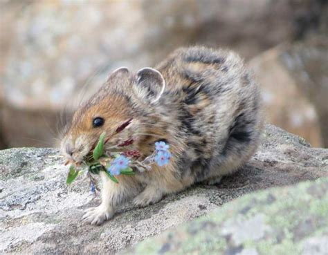 Exploring Areas Where American Pikas Ochotona Princeps Can Thrive