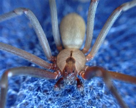 Cacoethes Cognitum: A Large Brown Recluse
