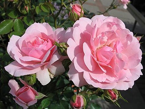 Jesienne Róże Ogrodowe Odmiany Uprawa I Pielęgnacja Róż Jesiennych