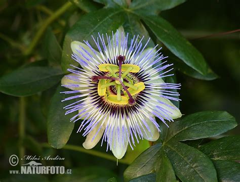 Blue Passion Flower Common Passion Flower Photos Blue Passion Flower