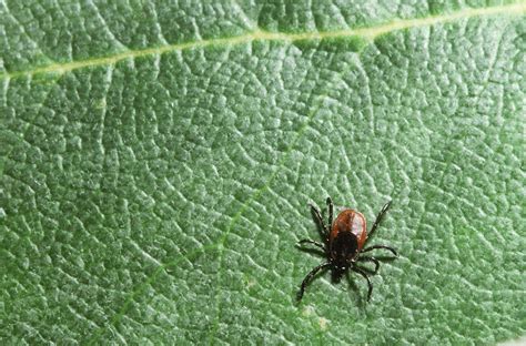 lyme disease is on the rise again here s how to prevent it kuow news and information