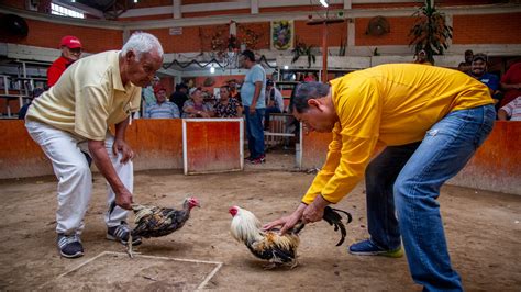 Dec 17, 1980 · any which way you can: Gallo con cuchillo asesina a un hombre durante pelea de ...