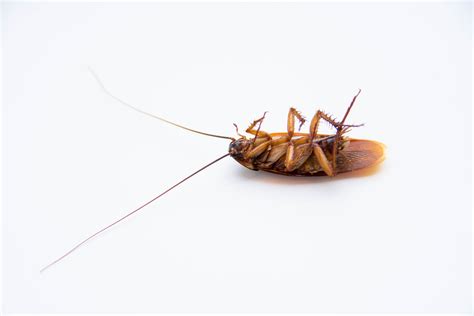 Pin On Roach Killer