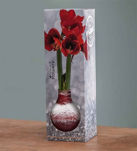 The waxed bulb contains all the water and nutrients if any product was damaged in shipping, contact us within 48 hours. No-Water Wax Dipped Amaryllis Bulb - Black with Snow ...