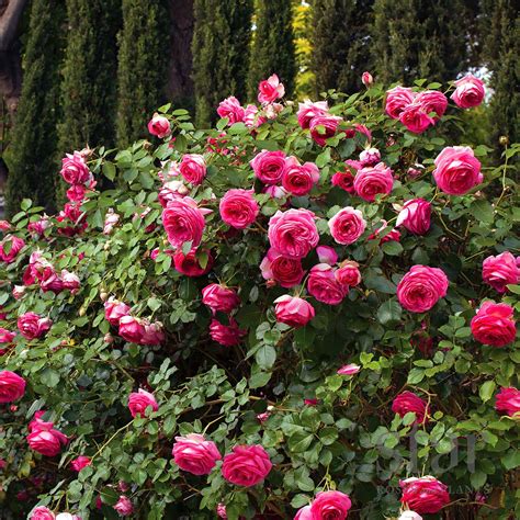 Rosa Pretty In Pink Eden Climber Roses Arts Nursery Garden And