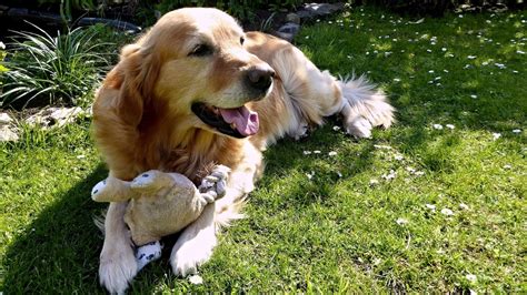 Golden Retriever Health Problems And Issues Canna Pet