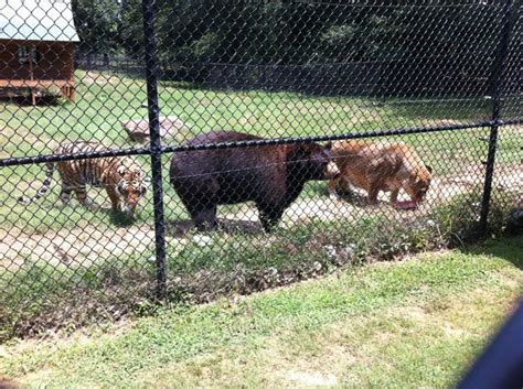 The animals were amazing they have all the big ones you hope to see at the zoo and you can actually get close to the enclosures unlike most places. Noah's Ark Animal Habitat | Places to Visit | Animal ...