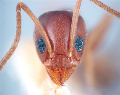 A Closer Look Argentine Ant Control Urban Entomology