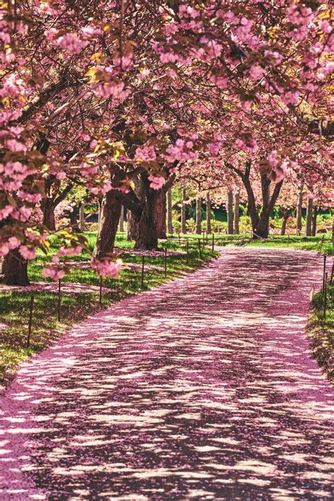 How To Find New York Citys Cherry Blossoms The New York Times