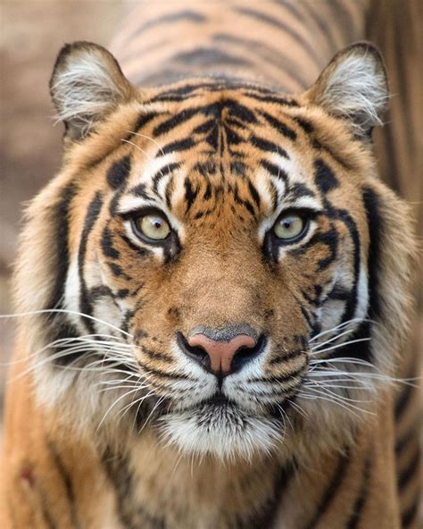 Ueen Indrah Tiger Sumatrantiger Bigcat Endangeredspecies