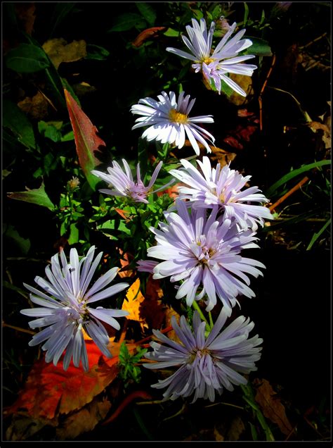 Autumn Purple Flowers By Jocelyner On Deviantart