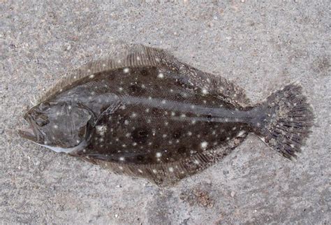 Flounder Gulf Jlbissette13