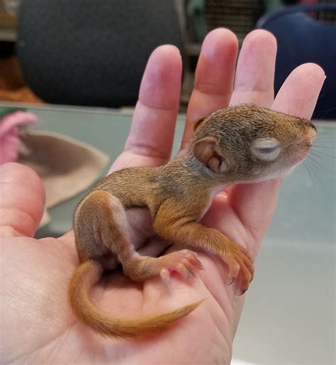 I Found A Baby — Wildlife Rehabilitation And Rescue Philadelphia