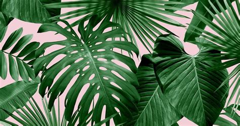 Printable Palm Leaf Black And White Green Tropical Leaves Desktop