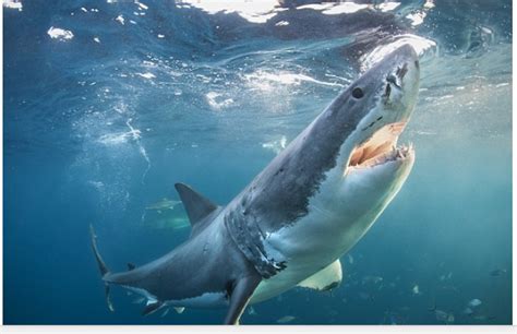 Scientists Discover A New Shark Species The Paw Newspaper