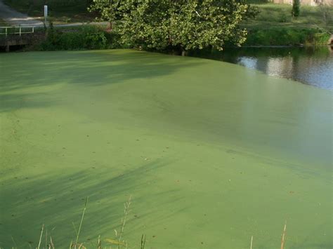 Algae Invas Biosecurity Ireland