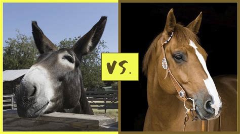 Difference Between Riding A Mule And A Horse Yardpals