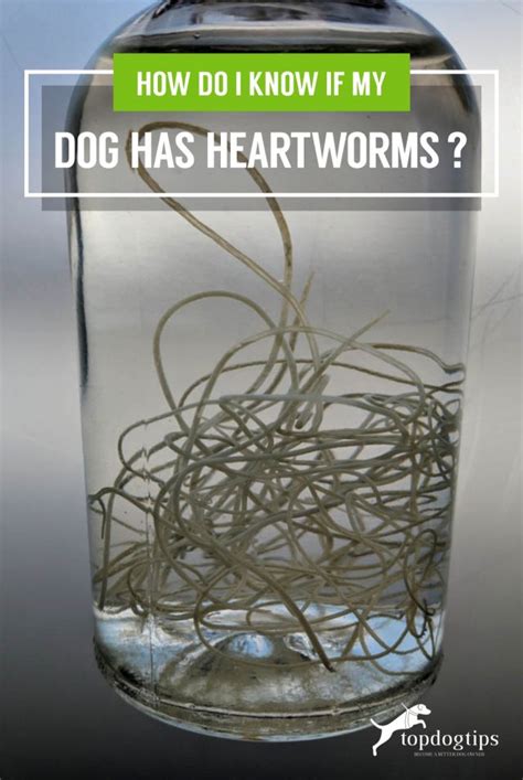 How Do I Know If My Dog Has Heartworms
