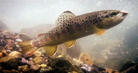 German Brown Trout Underwater Caddis 7 Flickr Photo Sharing