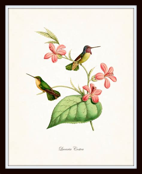 Hummingbird Print Set 1 Bird Prints Giclee Art Prints Etsy