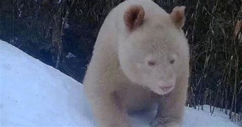Video Rare All White Panda Caught On Camera At Nature Reserve In