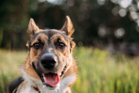 Close Up Portrait Of Funny Mixed Breed Dog Dog Looking At Camera Stock