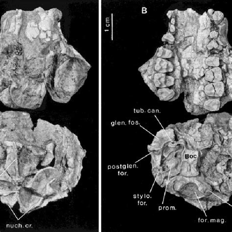 Pdf Skull Of Early Eocene Cantius Abditus Primates Adapiformes And