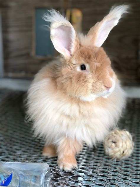 7 Things You Need To Know About Raising Angora Rabbits