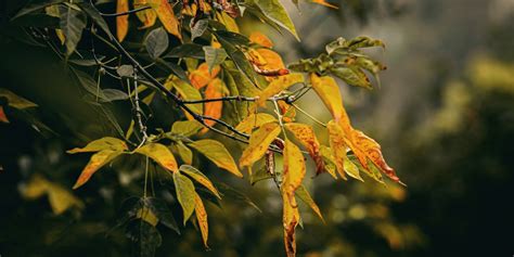 Behind The Forecast How Weather Affects Fall Colors