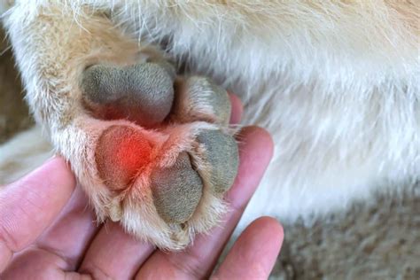 Red Paws On Dogs Causes And Treatments With Faqs