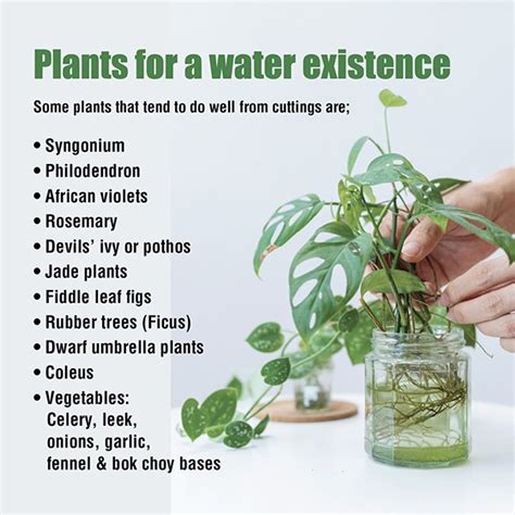 Plants For Growing In Water Gleam O Dawn