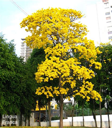 Always keep in mind that no matter how heat and drought tolerant a tree is, it will need watered well. Yellow Tree Florida | Japanese plum tree, Flowering trees ...