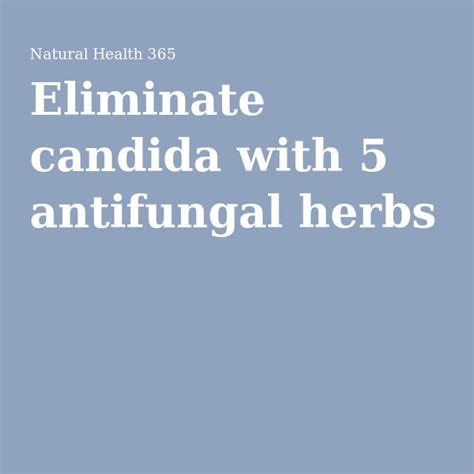 eliminate candida with 5 antifungal herbs candida antifungal herbs