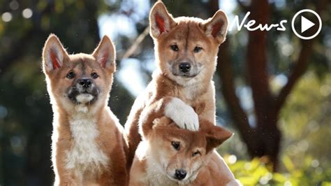 Dingo Pups At Australian Reptile Park Geelong Advertiser