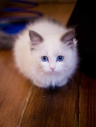 This only means that the female kitten for sale here is inclined to stay within a typical residential area with a small garden or we have a kitten for sale with solid color of white and other kittens that are black, and gray. Ragdoll Cat Breeders MN | Cat Directory MN | Ragdoll Cats ...