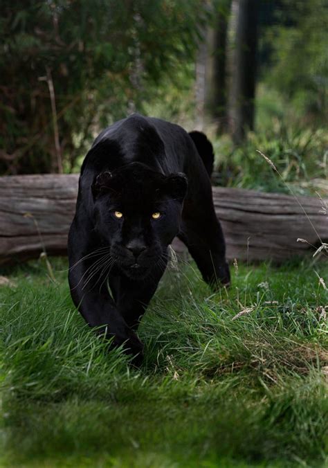 This creature was snapped on the frozen surface of lake clearwater. 17 Best images about Angry big cats on Pinterest ...