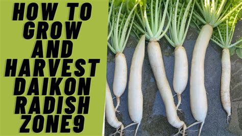 How To Grow And Harvest Daikon Radish Zone Youtube