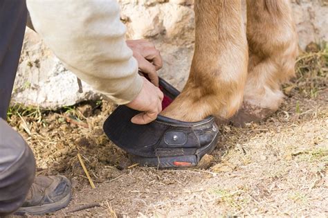 5 Best Horse Hoof Boots In 2024 Reviews And Top Picks Pet Keen