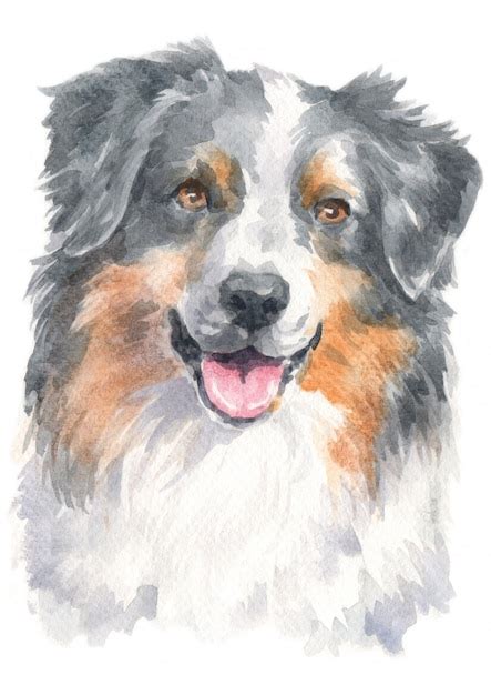 Premium Photo Watercolour Painting Of Australian Shepherd