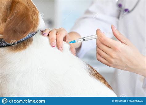 The Vet Makes A Dog An Injection Syringe Blurred Background Of
