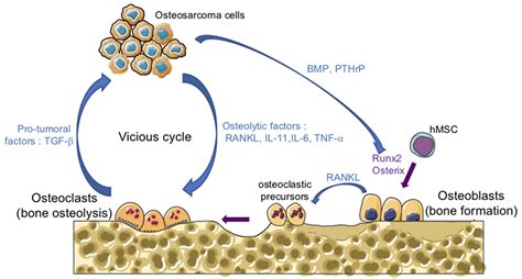 frontiers transforming growth factor β signaling plays a pivotal role in the interplay between